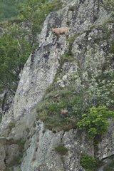 Chamois and young on cliff - Vosges Massif Hohneck France