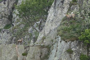 Chamois and young on cliff - Vosges Massif Hohneck France