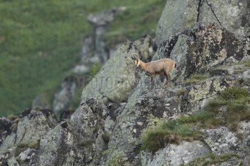 Chamois on cliff - Vosges Massif Hohneck France