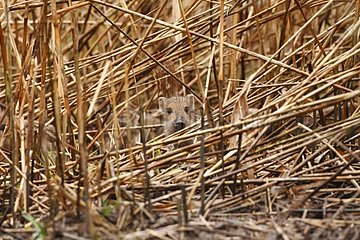 Young Boar in a reed bed - Alsace France