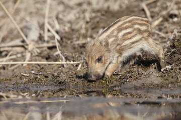 Young Boar in a reed bed - Alsace France