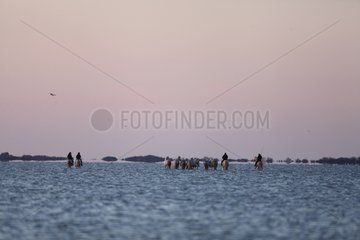 Cowboys and horses in water - Camargue France