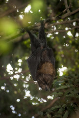 Insular flying fox (Pteropus tonganus) hanging on a branch  zoo and forest park  New Caledonia.