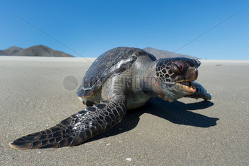 A dead turtle washes ashore on a beach of Pacific Mexico.