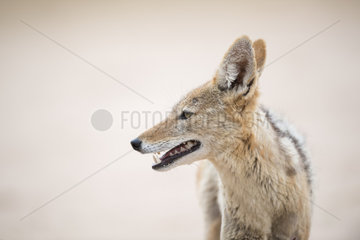 Portrait of Black-backed jackal (Canis mesomelas)  Kgalagadi  Botswana