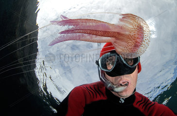 Jellyfish (Pelagia noctiluca) and diver  Tenerife  Marine invertebrates of the Canary Islands.