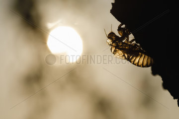 Exuviae of common cicada (Lyristes plebejus)  Arles  Provence  France