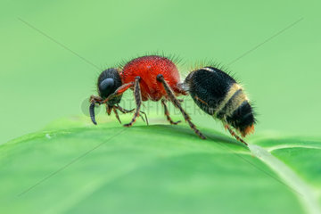 Profile shot of a velvet ant or female wingless wasp (Mutillidae - Mutilla sp.).