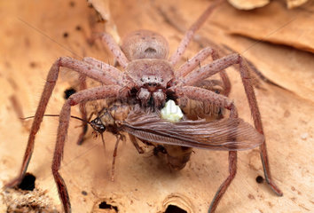 Huntsman spider found on the trunk of a paper bark tree feeding  Australia