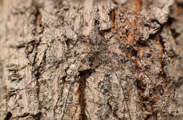Two tailed spider (Hersilia sp) on bark  Australia