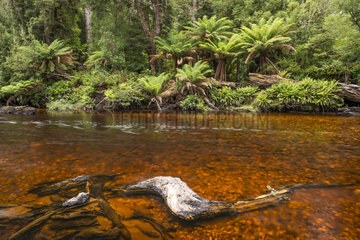 River water colored by the tannin of decaying vegetation  Mount Field National Park  Tasmania  Australia