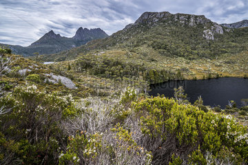 Lilla lake  Cradle Mountain National Park - St Clair Lake  Tasmania  Australia