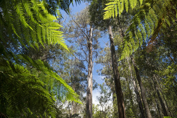 Mountain ash (Eucalyptus regnans)  Mount Field National Park  Tasmania  Australia