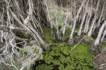 Formation of myrtaceae : Swamp paperbark (Melaleuca ericifolia) in a wetland  Narawntapu National Park  Tasmania  Australia