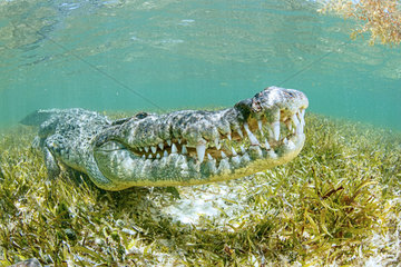 American crocodile (Crocodylus acutus)  Chinchorro Banks (Biosphere Reserve)  Quintana Roo  Mexico