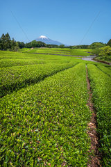 Mont Fuji's view along okochi sasaba 's tea field  shizuoka  Japan
