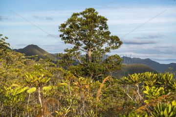 Mountain Kaori (Agathis ovata) endemic species in mining scrub  Haute Dumbea Park  New Caledonia