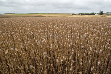Poppy field (Papaver somniferum) grown for the pharmaceutical industry  Tasmania  Australia