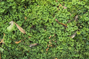 Liverwort (Hymenophyton flabellatum)  Bruny Island  Tasmania  Australia