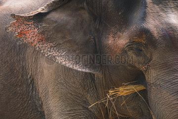 Asian Elephant (Elephas maximus) eating  Chitwan National Park  Nepal  Asia  Unesco World Heritage Site