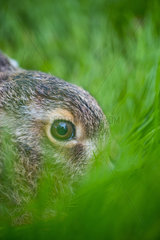 Young European hare (Lepus europaeus)  also known as the brown hare  Navarra  Spain  Europe