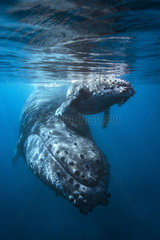 Humpback whale (Megaptera novaeangliae) and its young swimming peacefully in the waters of the Mayotte lagoon.
