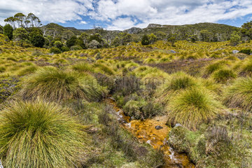 Button grass (Gymnoschoenus sphaerocephalus)  Cradle Mountain National Park - St Clair Lake  Tasmania  Australia