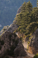 Gorges's road  La-Palud-sur-Verdon  Regional Nature Reserve of Saint Maurin  Verdon Regional Nature Park  Alpes de Haute Provence  France