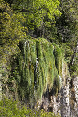 Cascade on tufa (limestone concretion  housing directive)  Regional Nature Reserve of Saint Maurin  La-Palud-sur-Verdon  Verdon Regional Nature Park  Alpes de Haute Provence