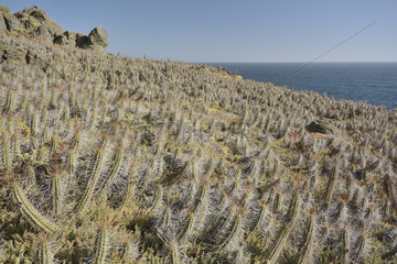 Copao de Philippi (Eulychnia castanea)  endemic to Chile  Puquen Nature Reserve  Los Molles  La Ligua  V Valparaiso Region  Chile