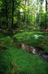 Langenberg forest  ONF reserve  Northern Vosges Regional Nature Park  Alsace  France