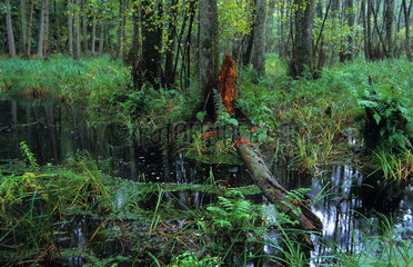 Lisenthal forest  ONF reserve  Northern Vosges Regional Nature Park  Alsace  France