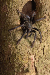 Black Sulawesi tarantula (Cyriopagopus sp) Sulawesi black  Tangkoko NP  Sulawesi