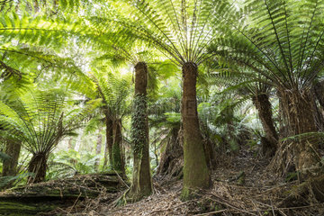 Tree Fern (Dicksonia antartica)  Mount Field National Park  Tasmania  Australia