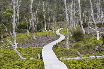 Boardwalk  Cradle Mountain National Park - St Clair Lake  Tasmania  Australia