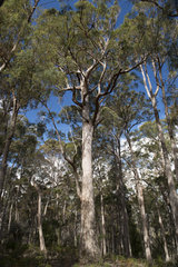 Mountain ash (Eucalyptus regnans)  Mount Field National Park  Tasmania  Australia