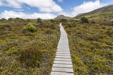 Boardwalk  Hartz Mountains National Park  Tasmania  Australia