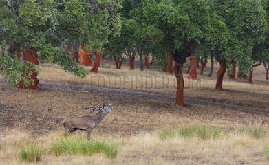 Red deer(Cervus elaphus)  Rutting period  Cork oak forest  Mediterranean forest  Sierra de San Pedro  Cáceres  Extremadura  Spain  Europe