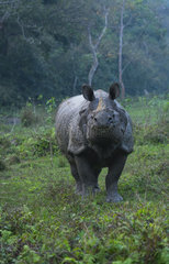 One-horned Asian rhinoceros (Rhinoceros unicornis)  Chitwan National Park  Inner Terai lowlands  Nepal  Asia  Unesco World Heritage Site