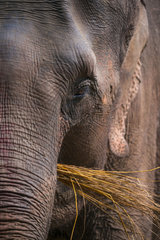Asian Elephant (Elephas maximus) eating  Chitwan National Park  Nepal  Asia  Unesco World Heritage Site