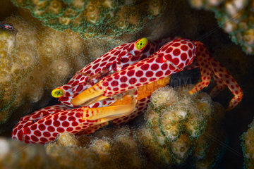 Red-Spotted Guard Crab (Trapezia tigrina) female with eggs  sheltered in a branchy coral  Mayotte