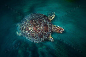 Green turtle (Chelonia mydas) swimming in the lagoon  Mayotte