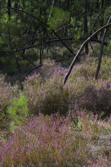 Austrian pine (Pinus nigra) forest with Heather (Calluna vulgaris) in the ocher quarries of Mormoiron  Mont Ventoux  Provence  France