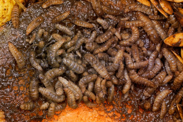 Black soldier fly (Hermetia illucens): larvae in a composter