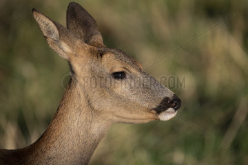 Roe deer (Capreolus capreolus) female eating an apple  Lorraine  France