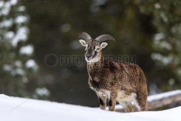 European Mouflon in the snow - Capcir Pyrénées France