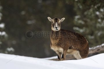 European Mouflon in the snow - Capcir Pyrénées France
