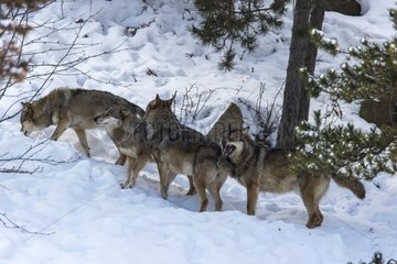 Interaction between Wolves in snow - Pyrenees France