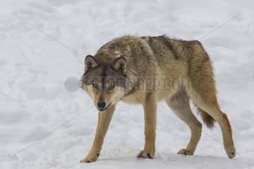 European Wolf walking in the snow - Carlit Pyrenees France