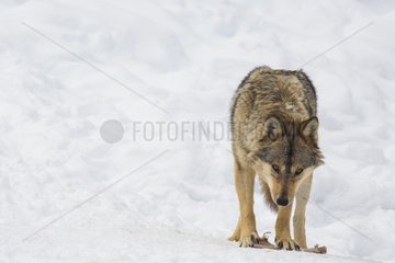 European Wolf in the snow - Carlit Pyrenees France
